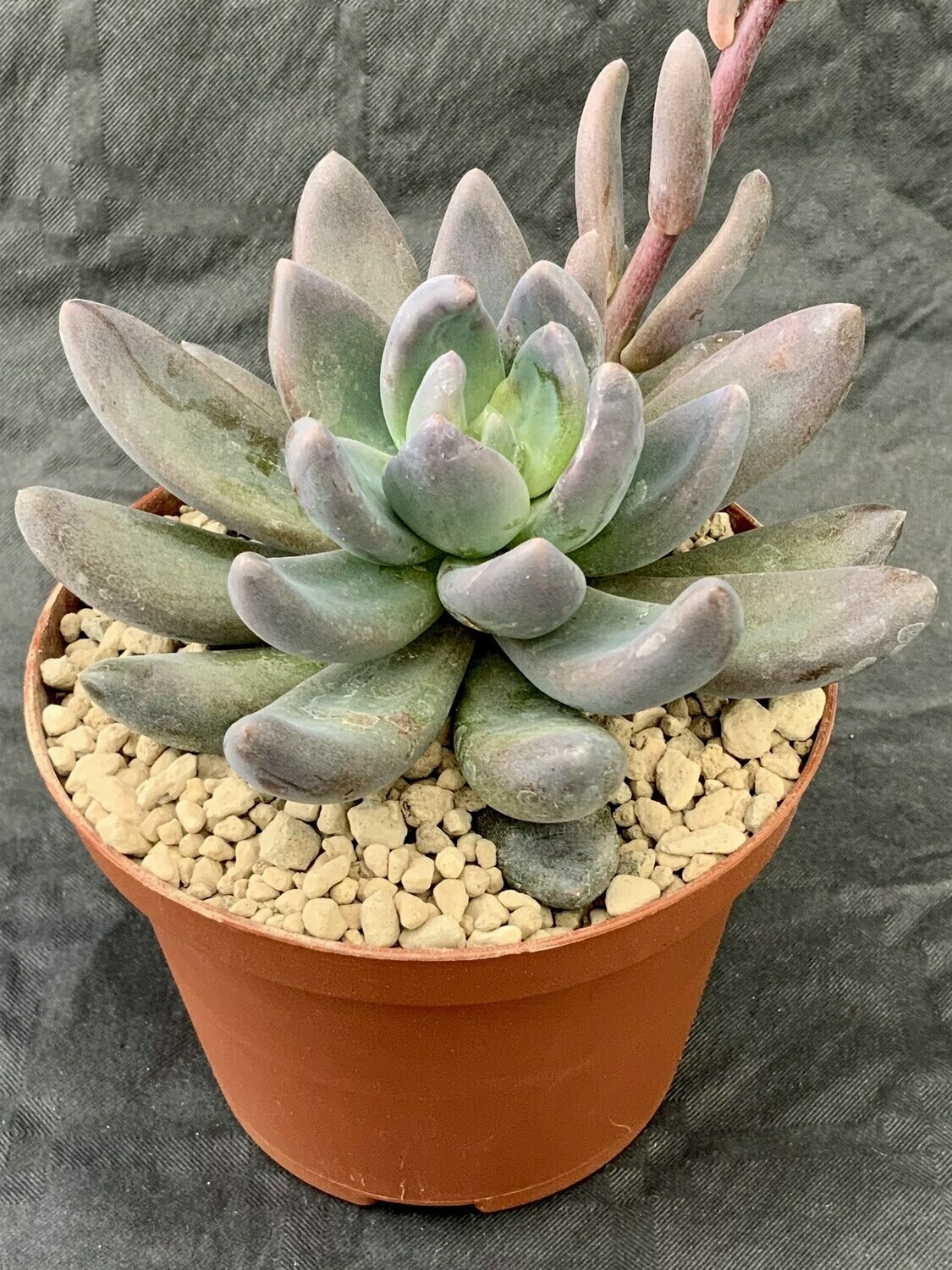 Pachiveria Blue Mist