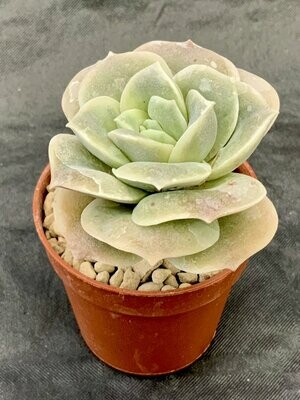 Graptoveria Lovely Rose Pot ø 5,5