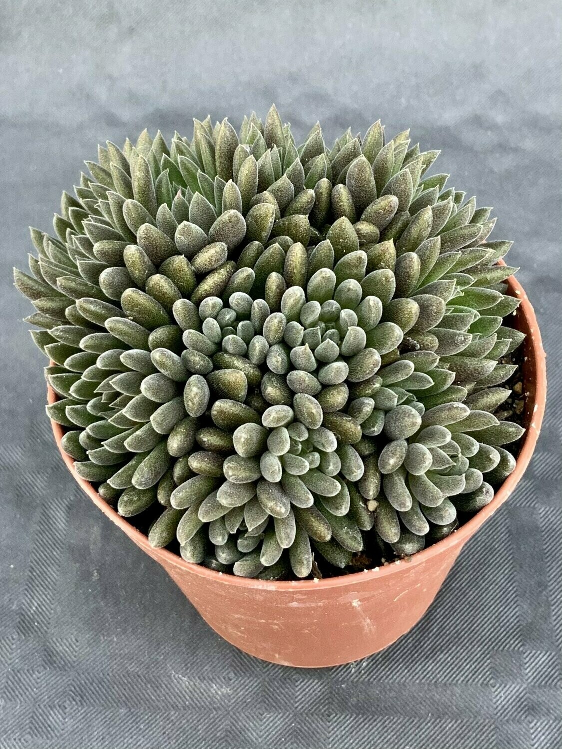 Sinocrassula Yunnanensis