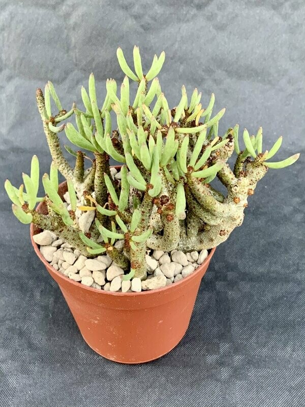 Tylecodon Buchholzianus