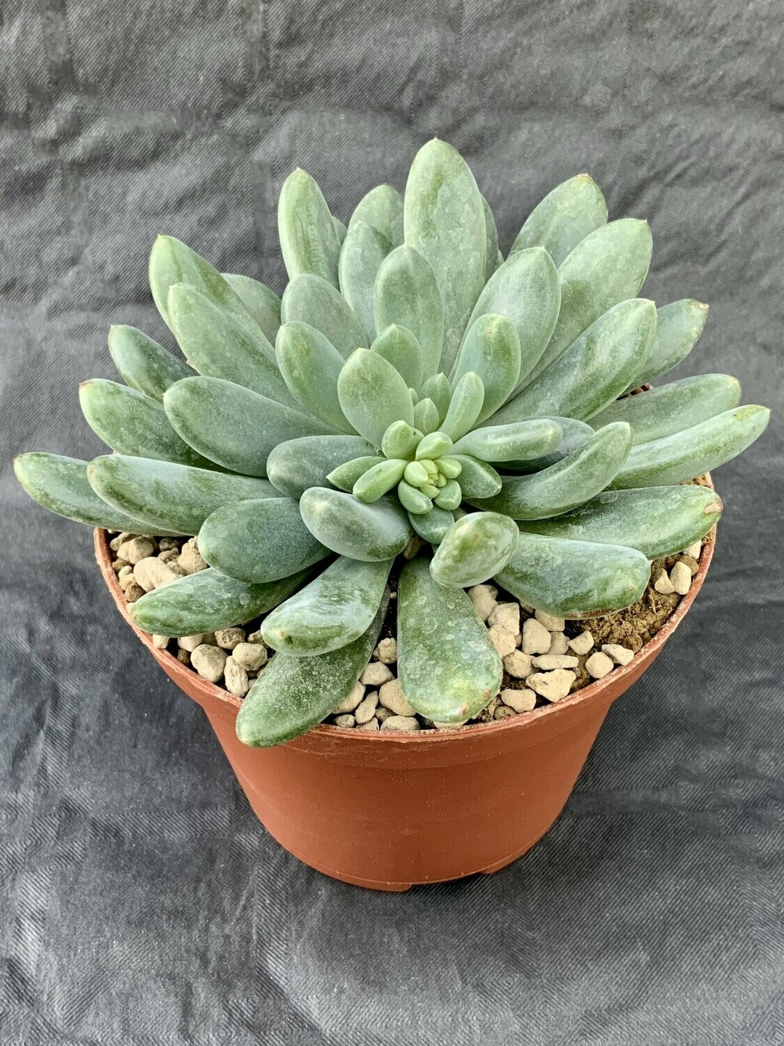 Pachiveria Clavifolia