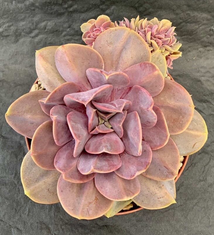 Echeveria Serena Pot ø 12