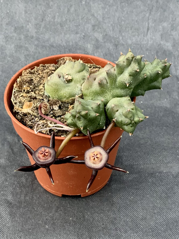 Duvalia Caespitosa pot ø 5,5