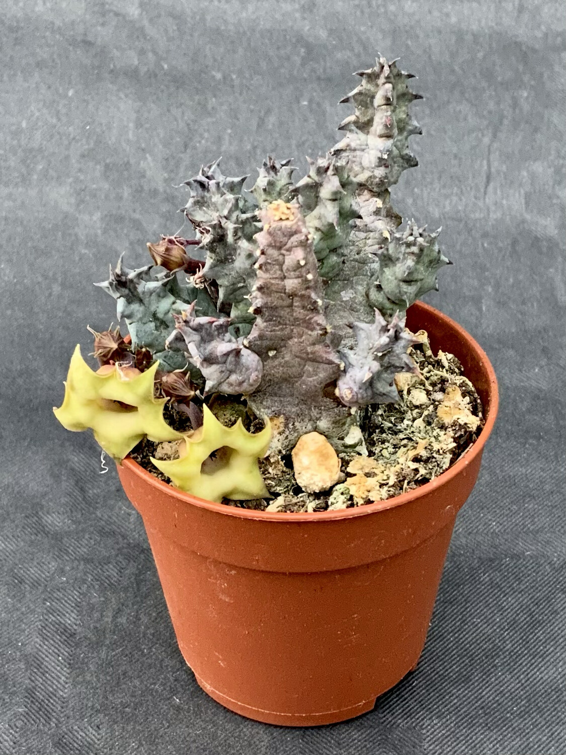 Huernia Thuretii pot ø 5,5