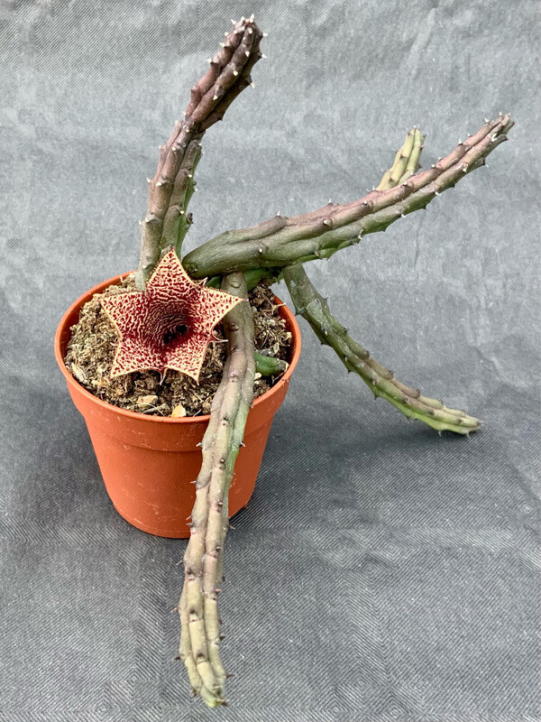 Caralluma Repens pot ø 5,5