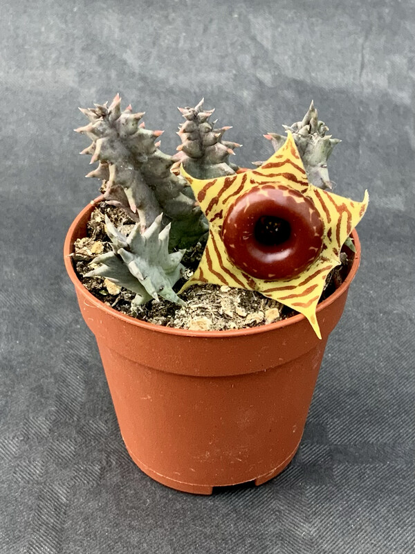 Huernia Zebrina pot ø 5,5