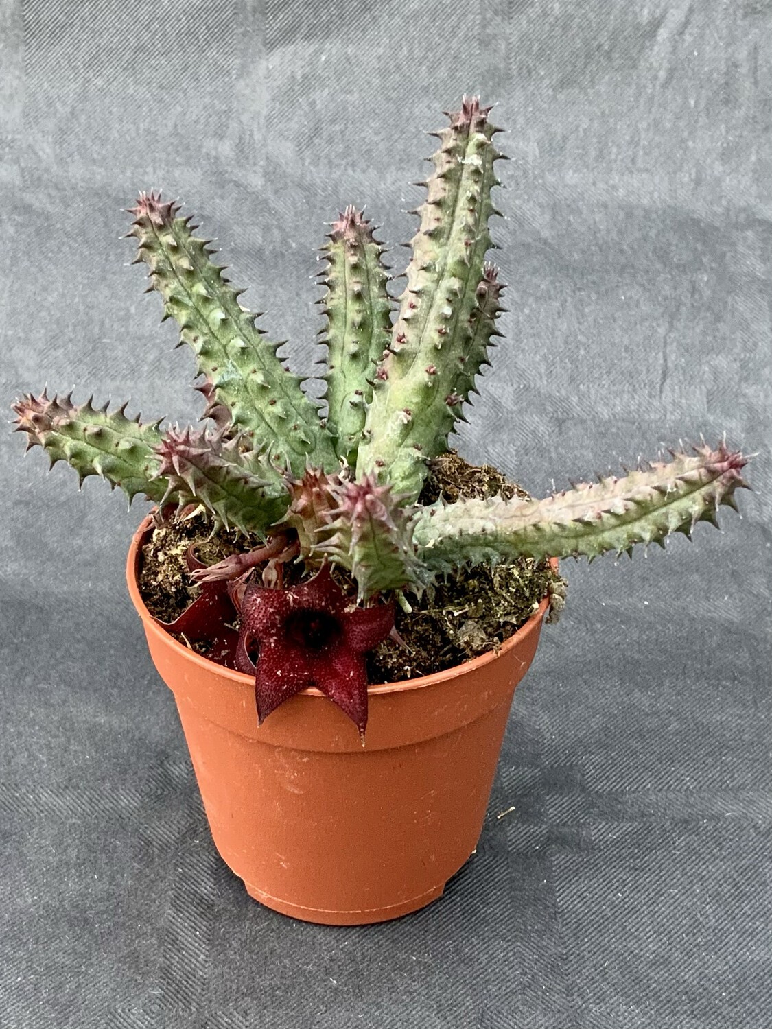 Huernia Pillansii pot ø 5,5