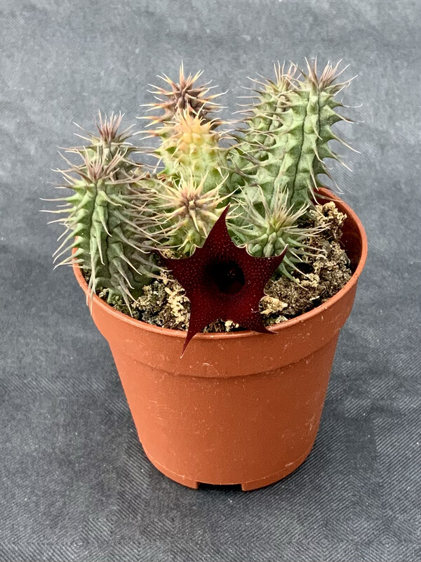 Huernia Pillansii pot ø 5,5