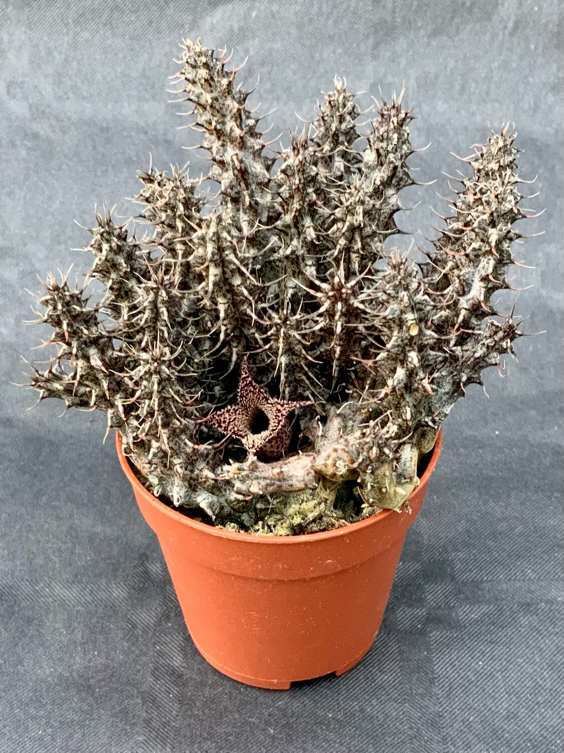 Stapelianthus Decaryi pot ø 5,5