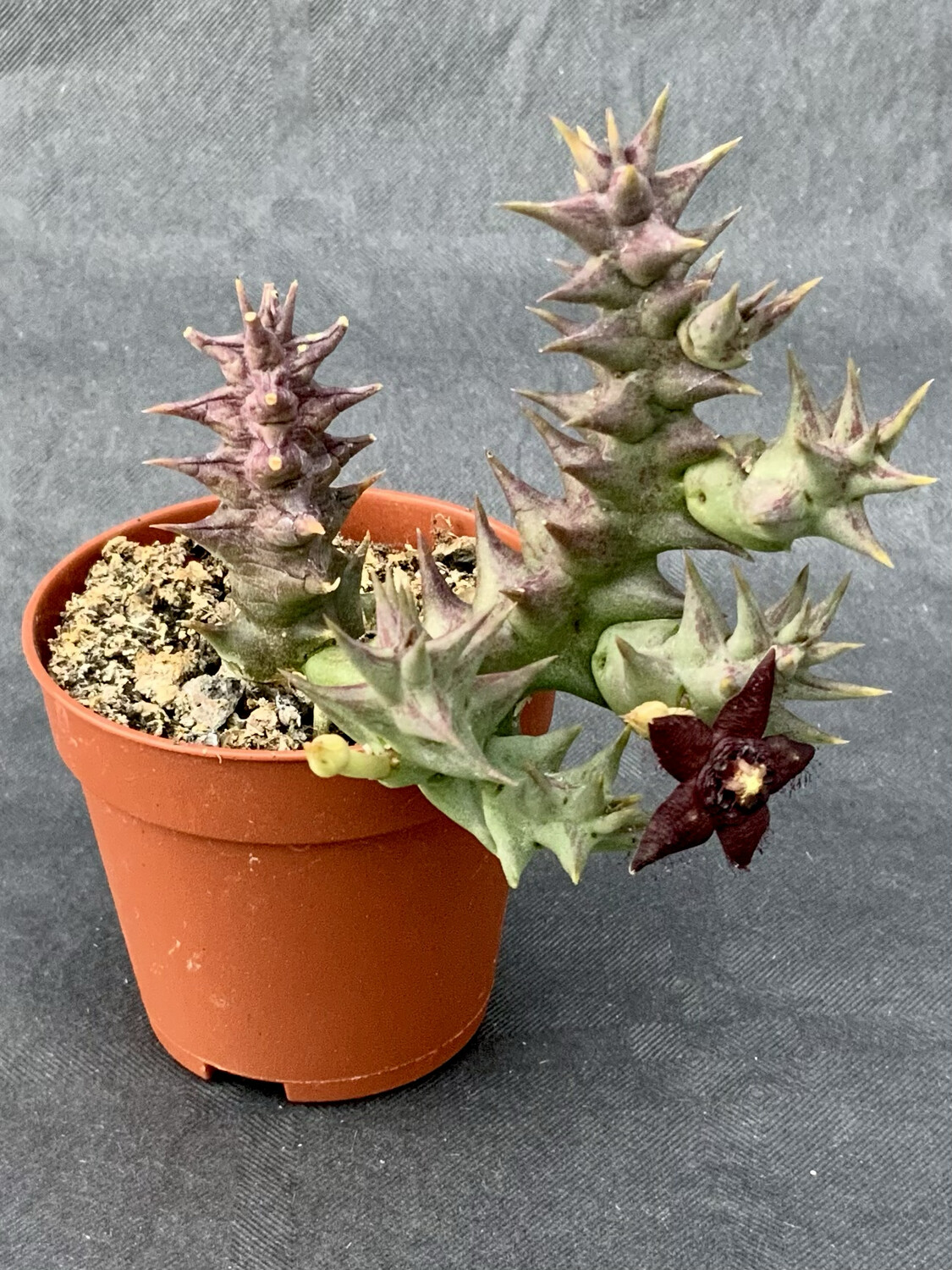 Orbea Semota sp. Orientalis pot ø 5,5