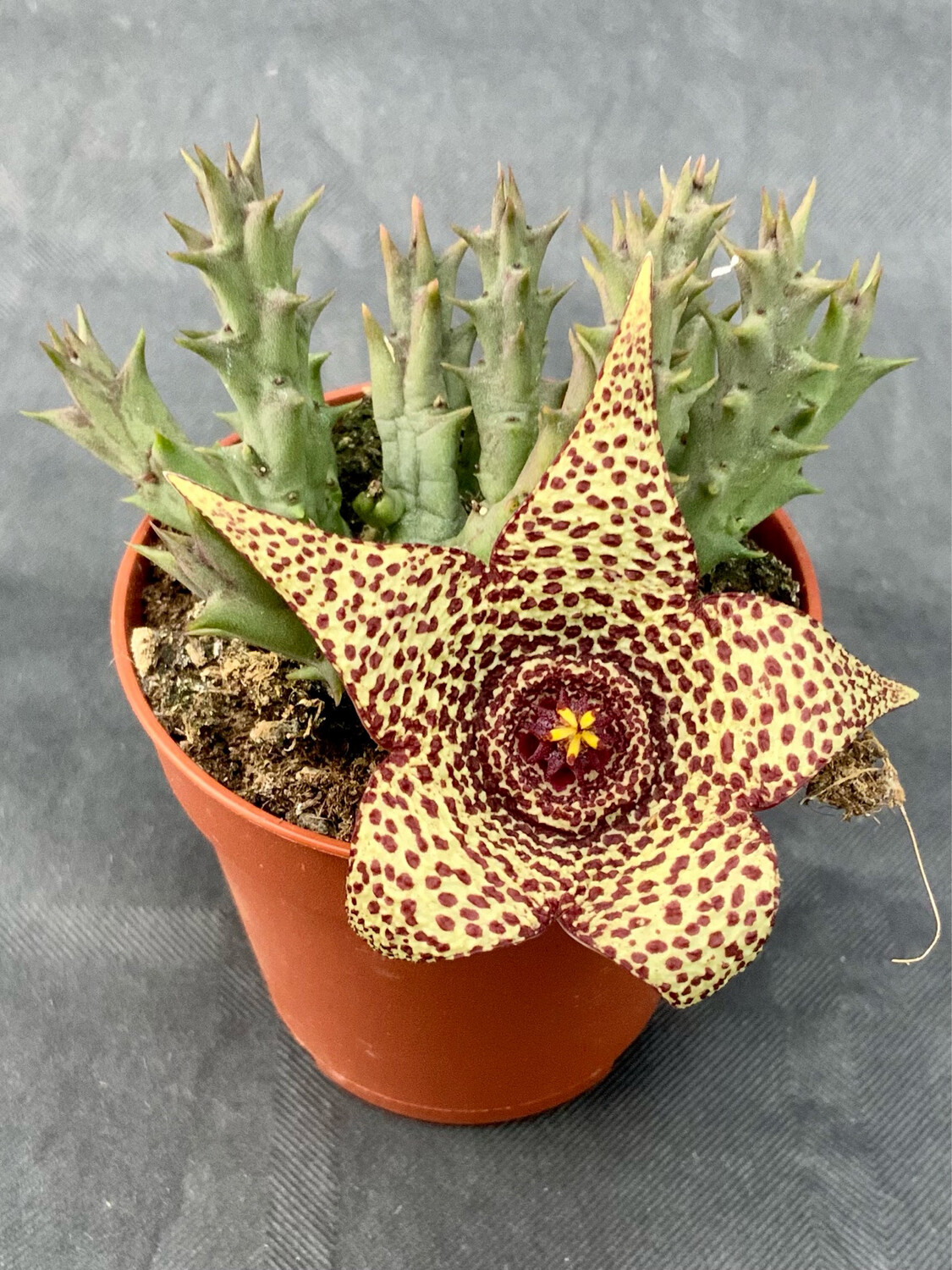 Orbea Variegata pot ø 5,5