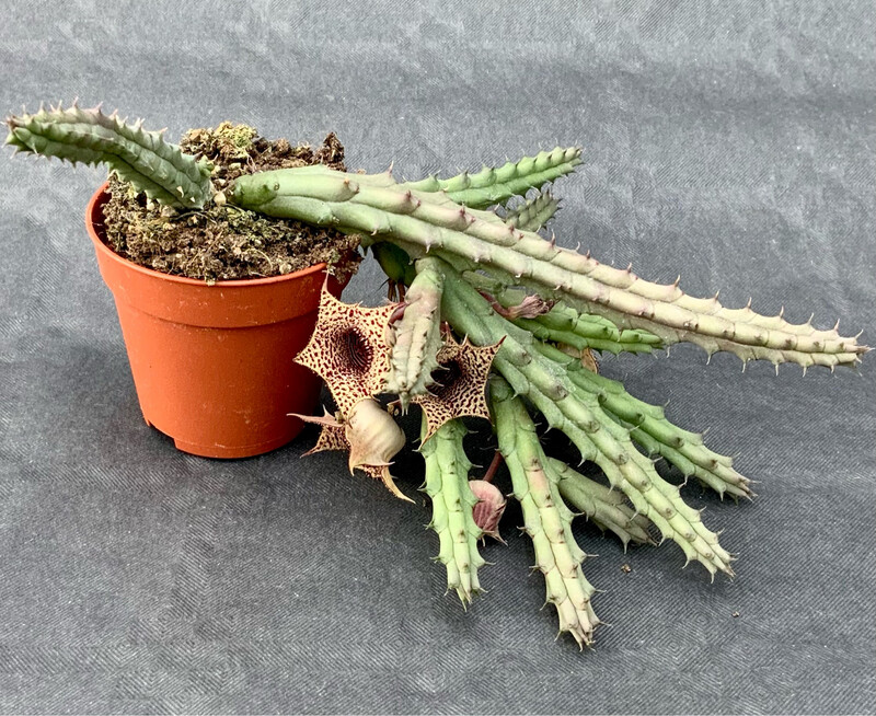 Caralluma Repens pot ø 5,5