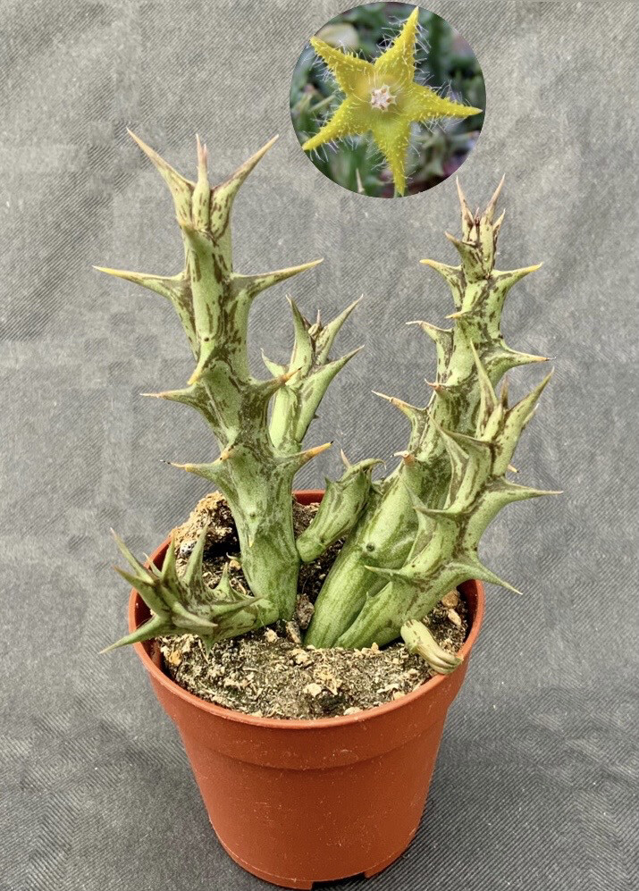 Orbea Dummeri pot ø 5,5