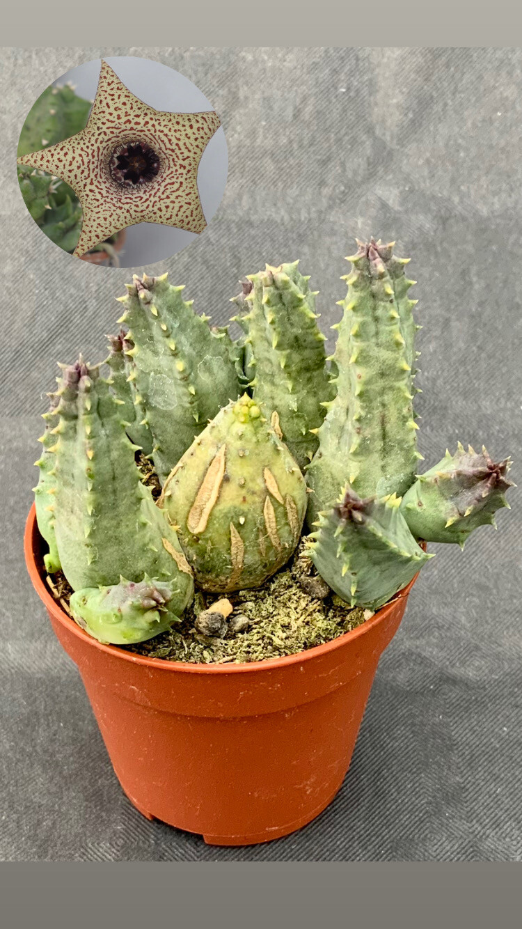 Huernia Piersii pot ø 5,5
