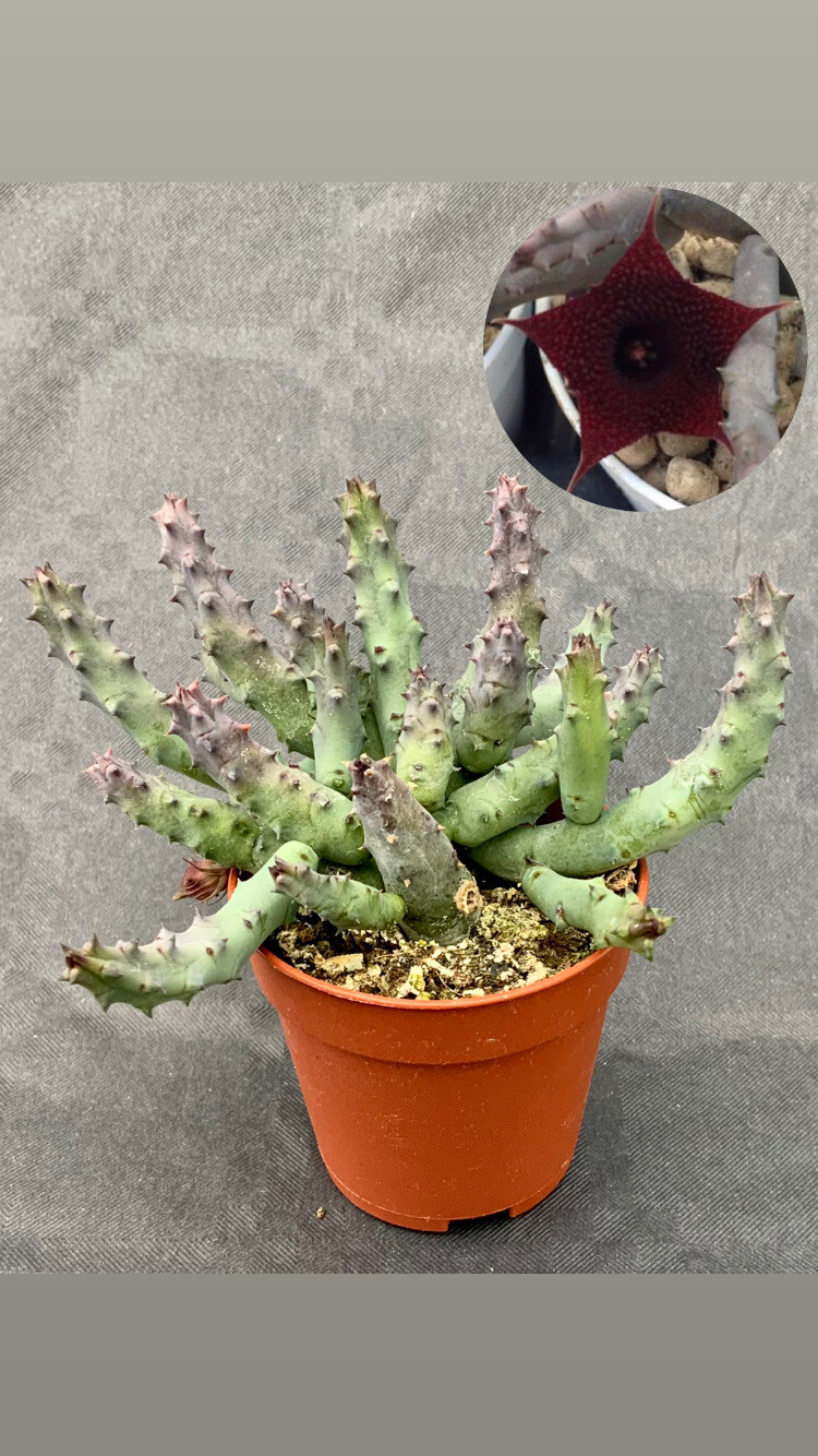 Huernia Pendurata pot ø 5,5