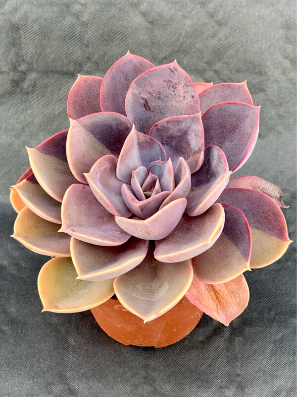 Echeveria Purple Pearl Bicolor Pot ø 10,5 cm