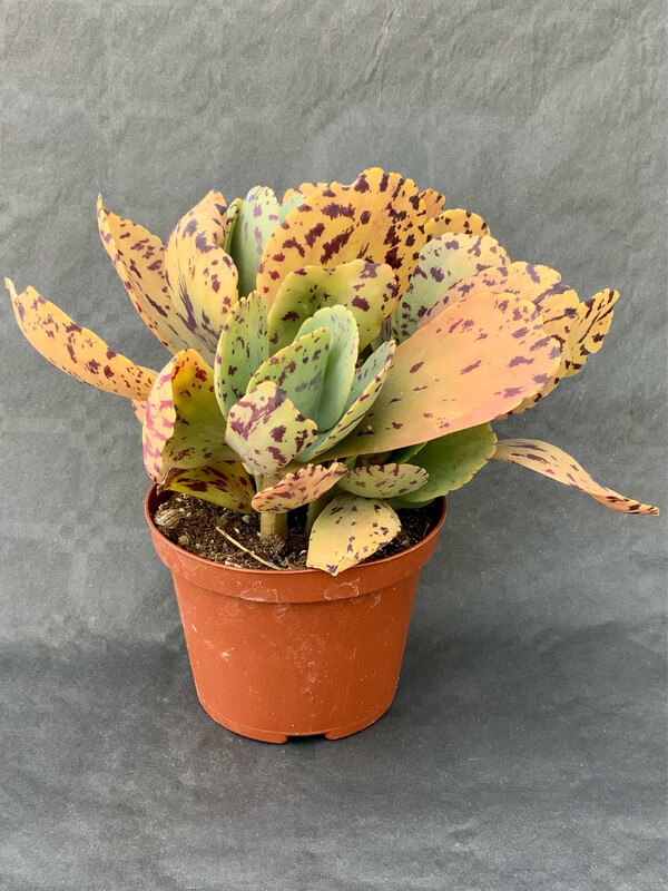 Kalanchoe Marmorata Pot ø 10,5