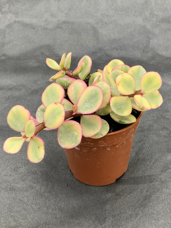 Crassula Afra Pot ø 5,5