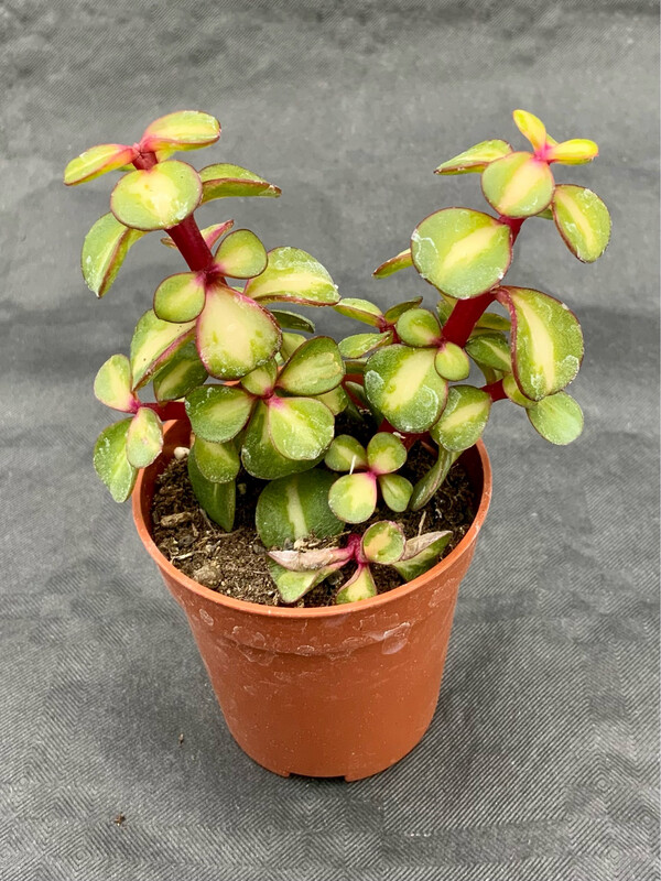 Crassula Mediopicta Pot ø 5,5