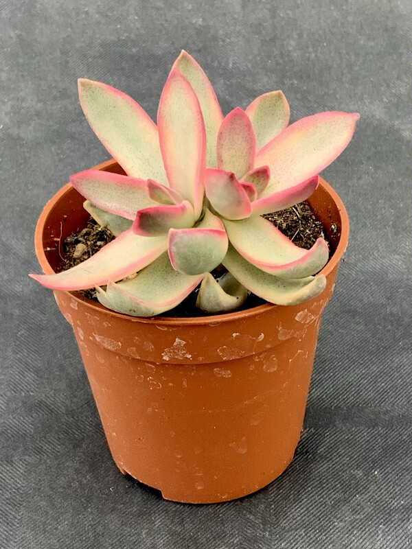 Crassula Candy Cane Pot ø 5,5