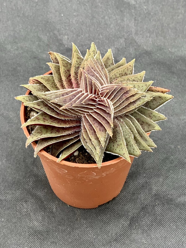 Crassula Capitella Star Pot ø 5,5