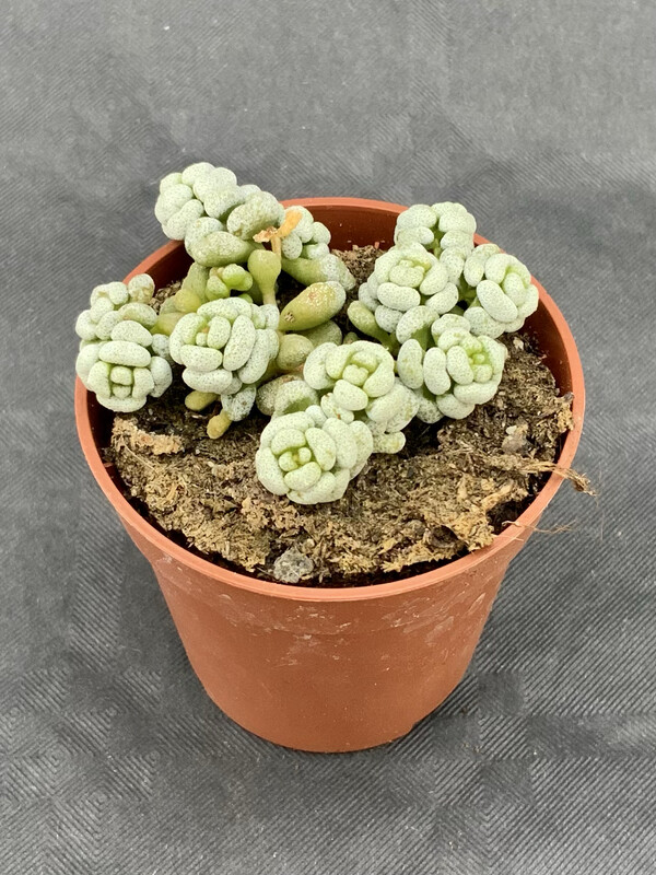 Crassula Corallina Pot ø 5,5