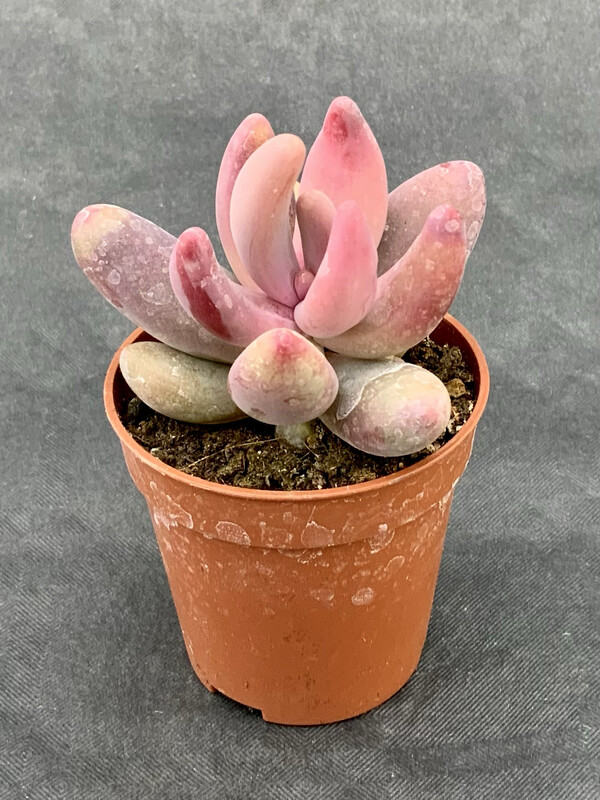 Pachyphytum Guangzhou Pot ø 5,5