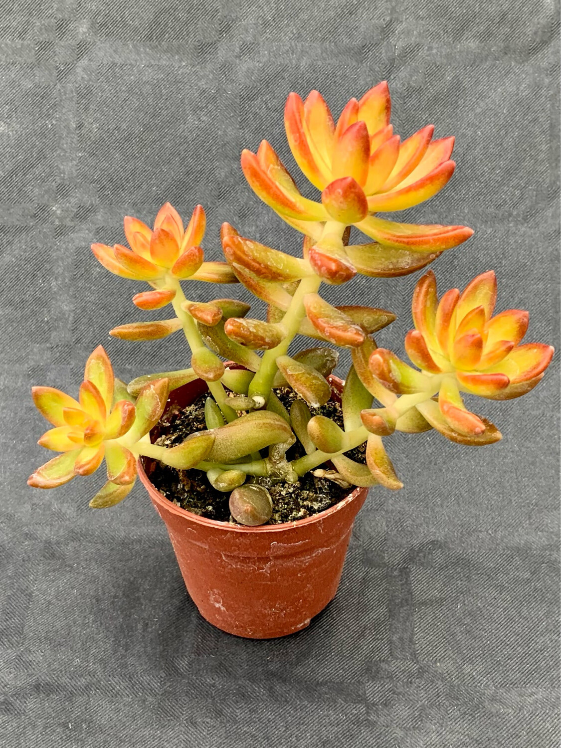 Sedum Nussbaumerianum Pot ø 5,5