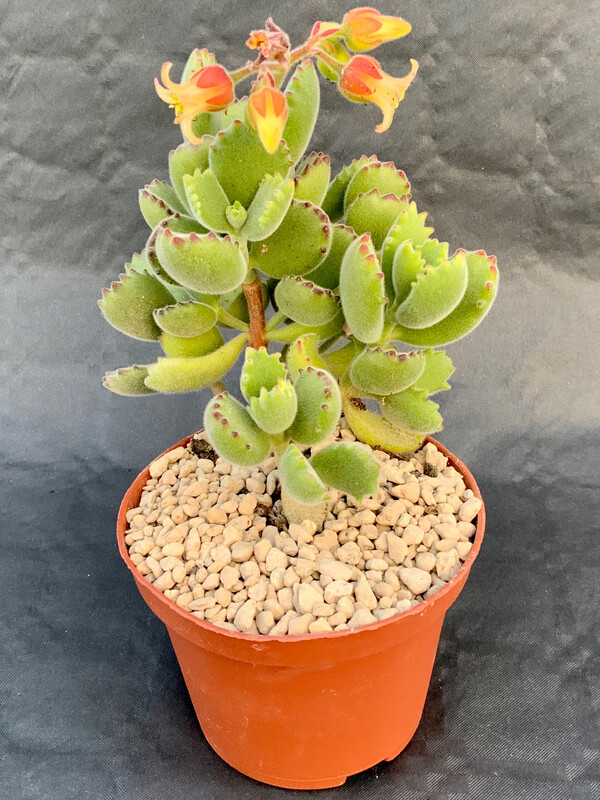 Cotyledon Ladismithiensis Pot ø 10,5