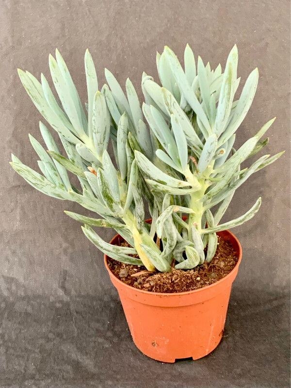 Senecio Mandraliscae Pot ø 10,5