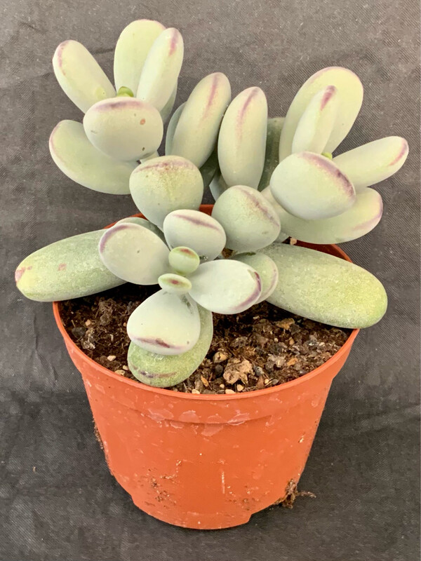 Cotyledons Orbiculata Pot ø 10,5