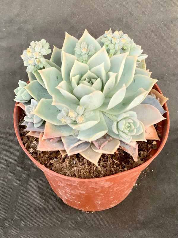 Sedum Suaveolens Pot ø 10,5
