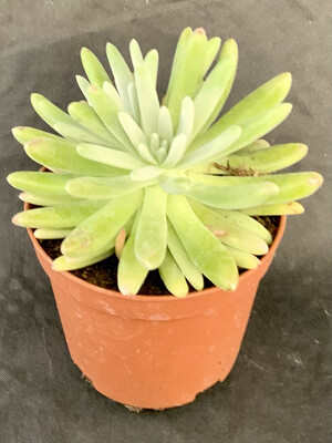 Dudleya Virens Pot ø 10,5