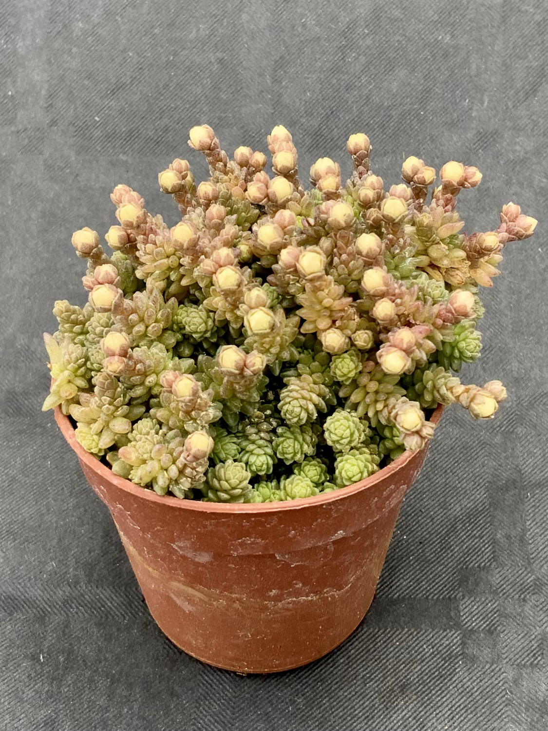 Sedum Compacto Pot ø 5,5