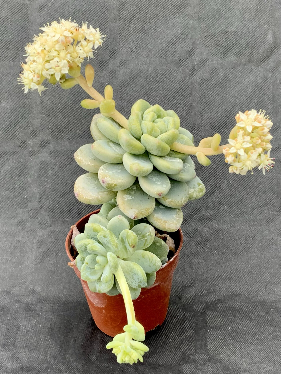Sedum Clavatum Pot ø 5,5
