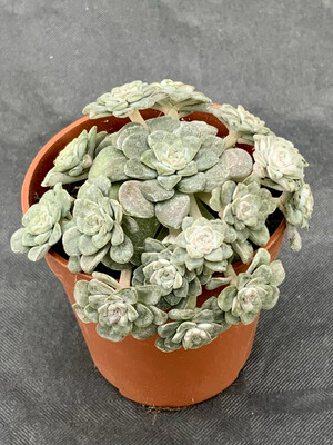 Sedum Spathulifolium Pot ø 5,5