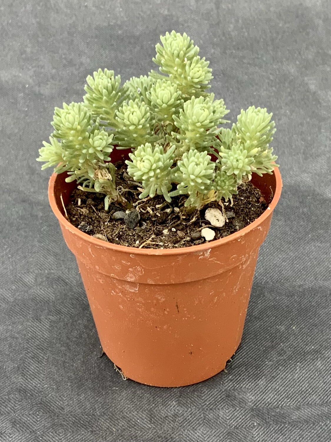 Sedum Multiceps Pot ø 5,5