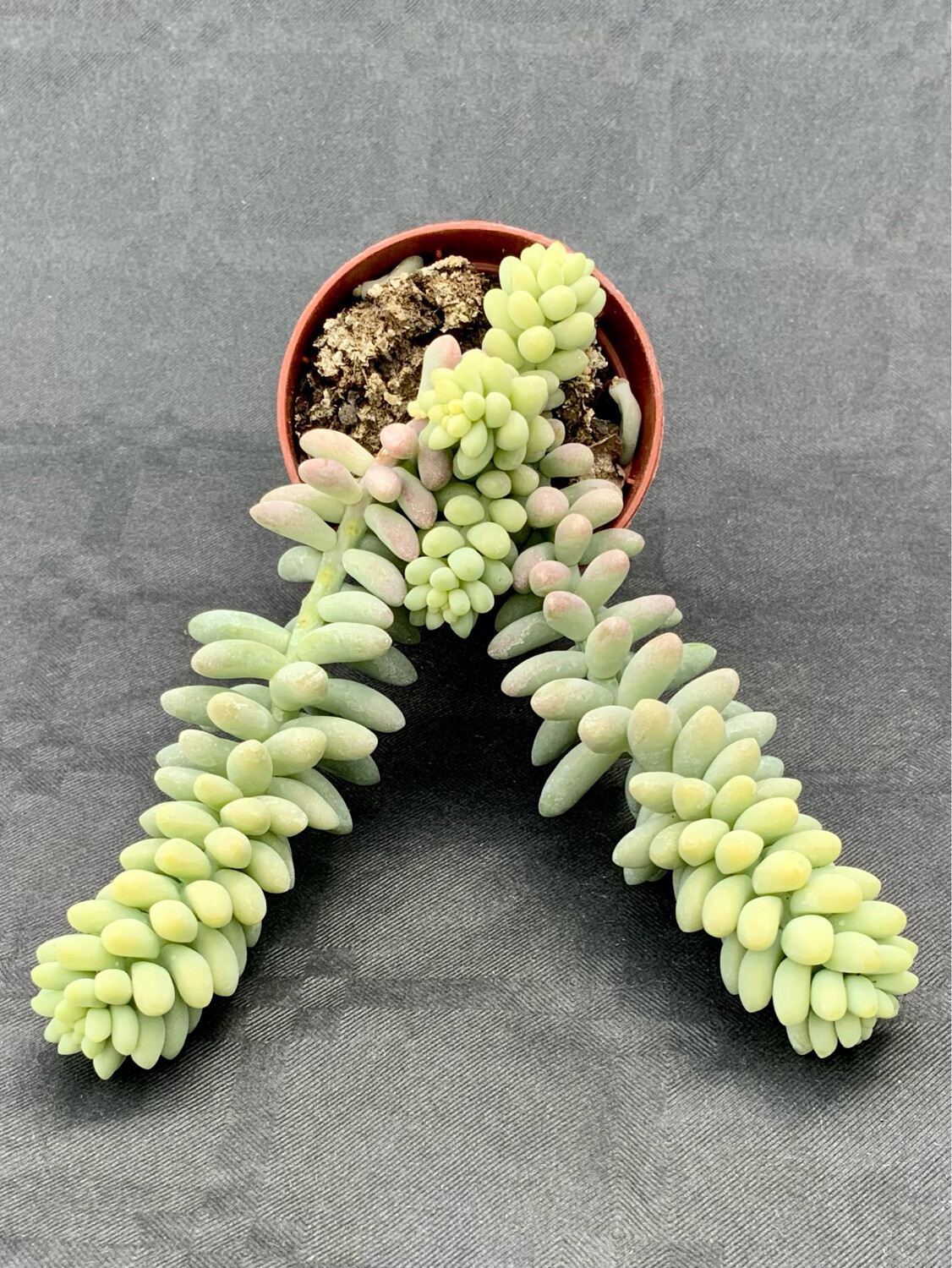 Sedum Burrito