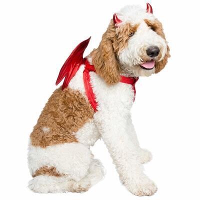 Pet Krewe Devil Wings Dog Costume