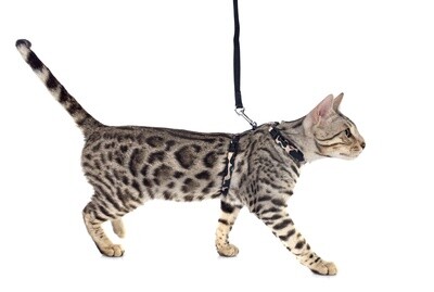 Cat Collars, Leashes and Harnesses