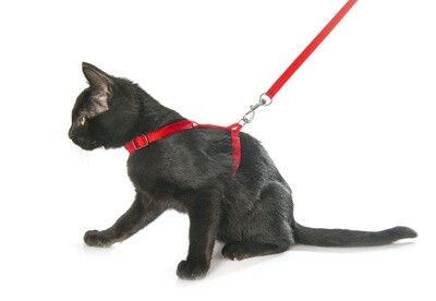 Cat Harnesses and Leashes