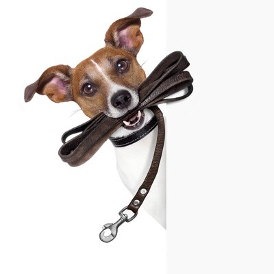Dog Leashes and Leads