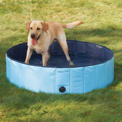 Cool Pup Splash About Blue Dog Pool