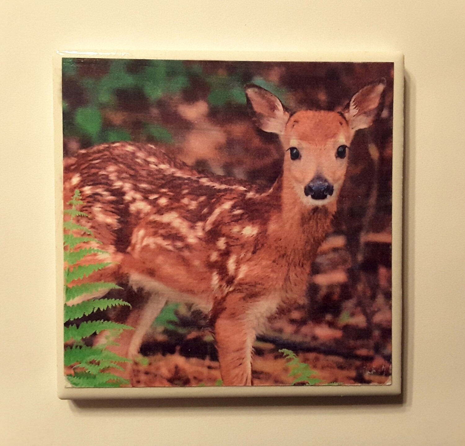Nature Picture Coasters