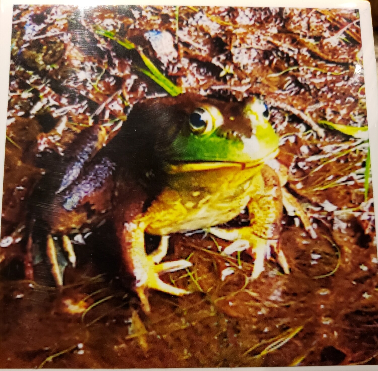 Frog mug and coaster