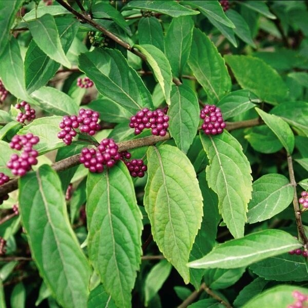 American Beautyberry American Beautyberry