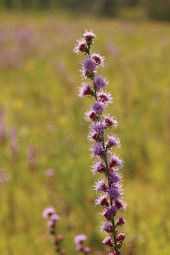 Rough Blazing Star Rough Blazing Star