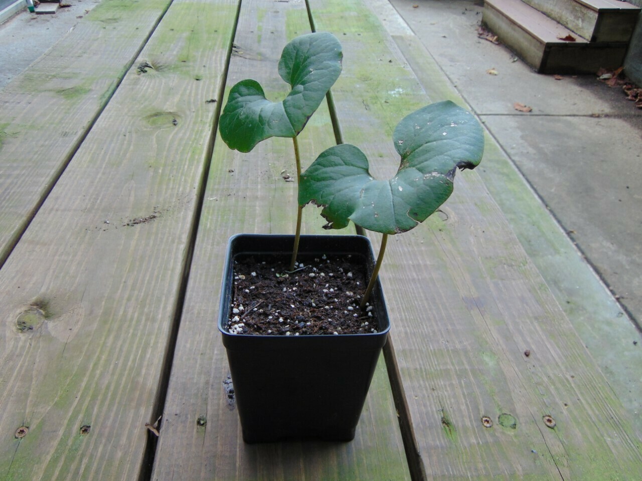 Wild Ginger Wild Ginger