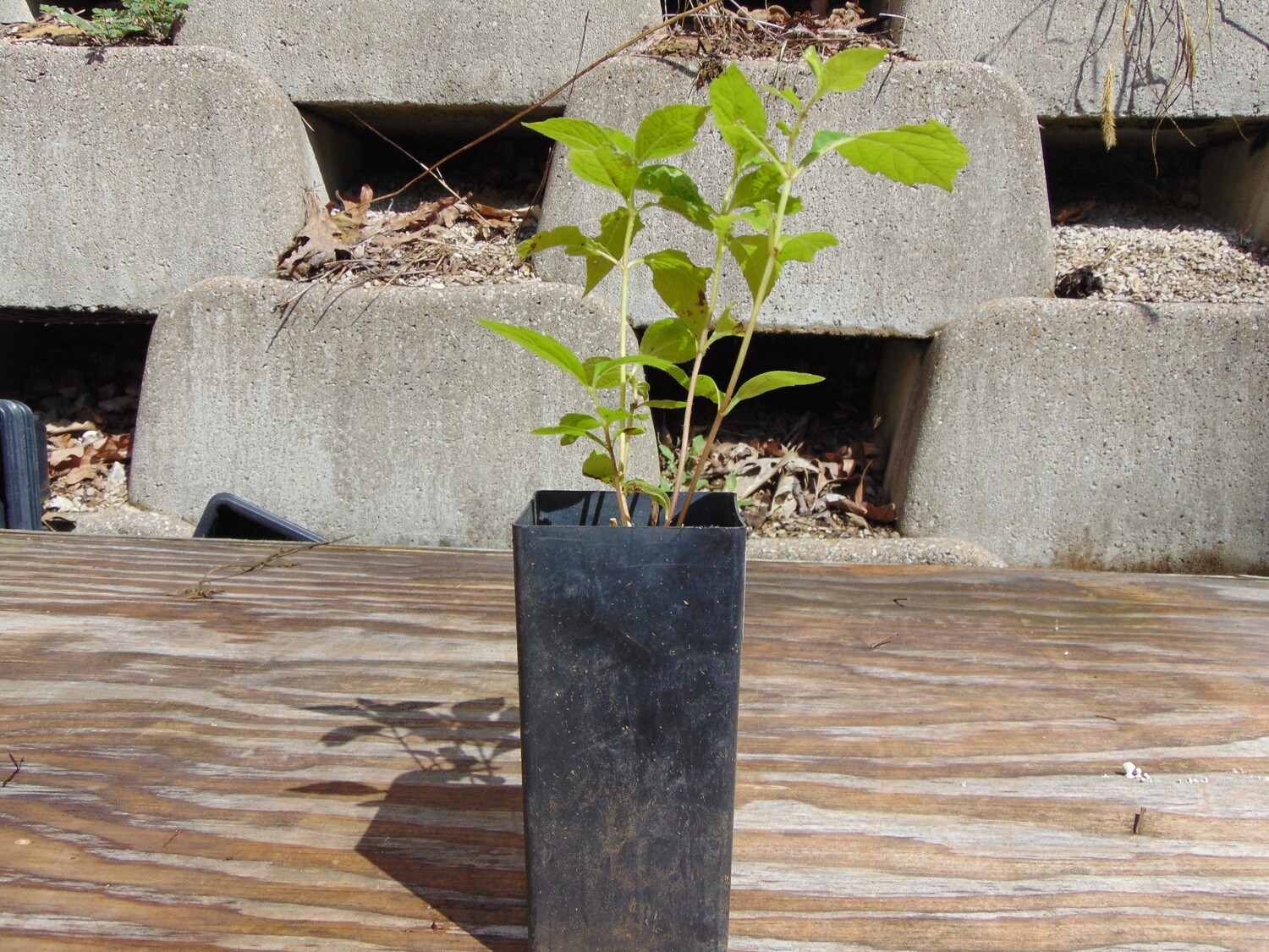 Joe Pye Weed Joe Pye Weed