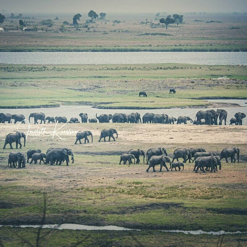 Kaprivi Namibia Elephant